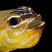 cardinalfish_coral_han_baa_v_0128_mal0524.jpg